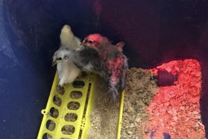 last chicks