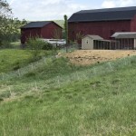 coops, runs and pasture