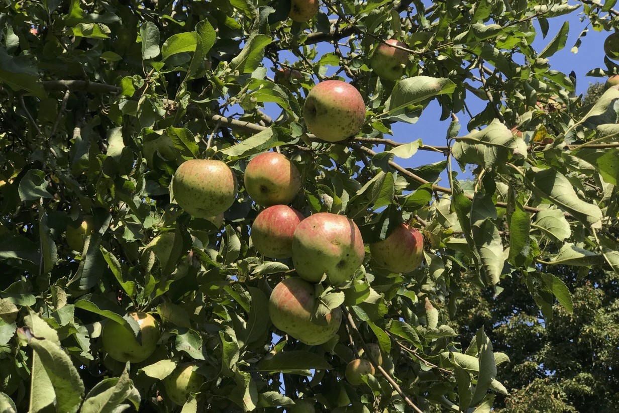 farm fresh produce, apple tree
